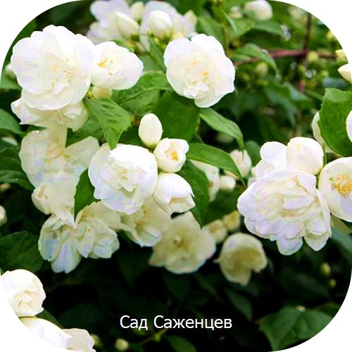 Жасмин садовый (чубушник) Джирандоль