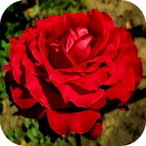 Роза Чайно-Гибридная Норита
