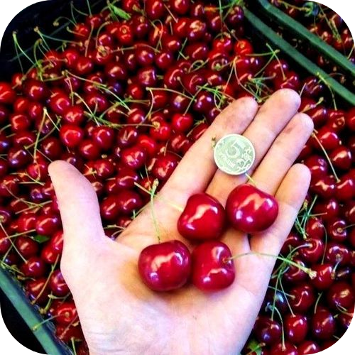 Черешня "Бычье Сердце" 