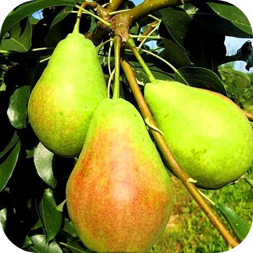 Груша "Аллегро" 
