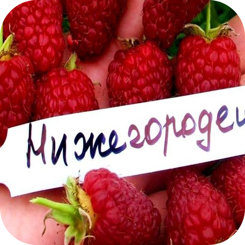 Саженцы Малины ремонтантной "Нижегородец" > описание сорта