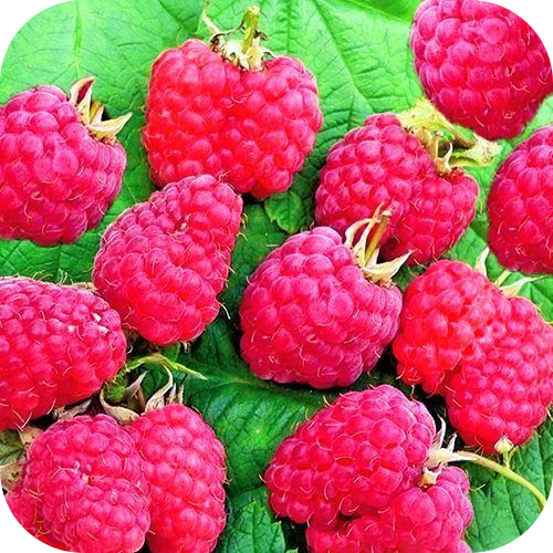 Саженцы Малины "Сенатор" > цена,  фото